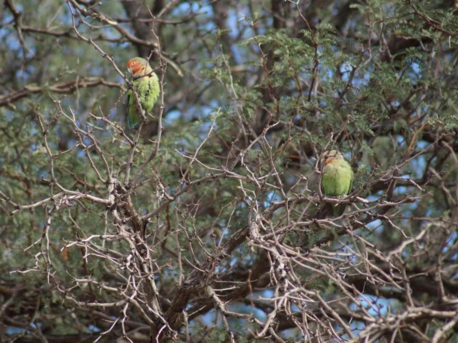 Camp Gecko - Private Nature Reserve; Tented Camp And Campsite Солитаре Экстерьер фото